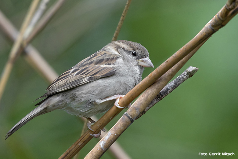 Wildlebender weiblicher Haussperling am 22. Juni 2020 im Wuppertaler Zoo (Foto Gerrit Nitsch)