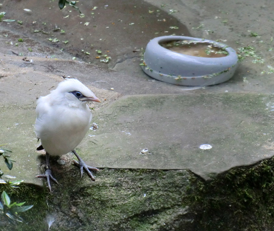 Balistar Jungvogel im Zoo Wuppertal im September 2013