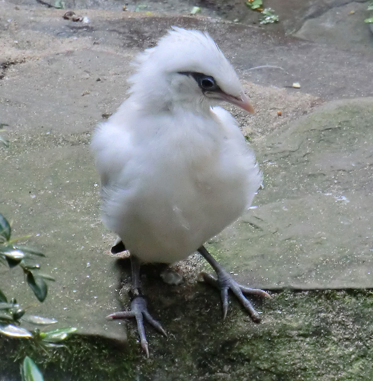 Balistar Jungvogel im Zoo Wuppertal im September 2013