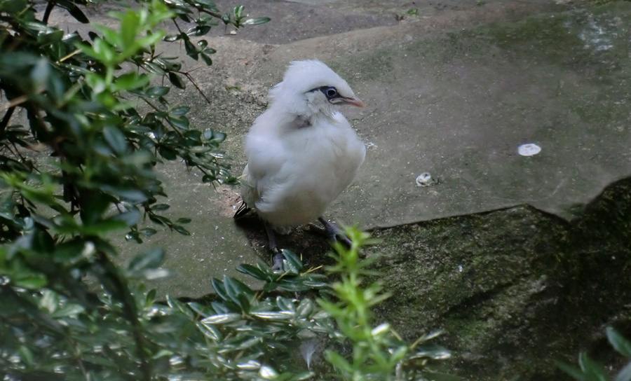 Balistar Jungvogel im Zoologischen Garten Wuppertal im September 2013