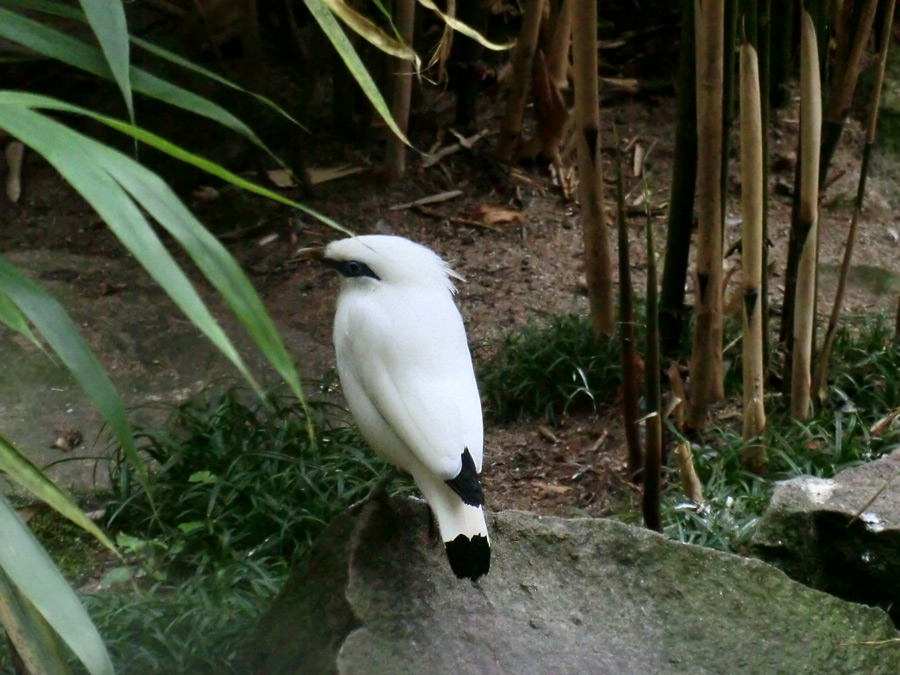 Balistar im Wuppertaler Zoo im September 2013