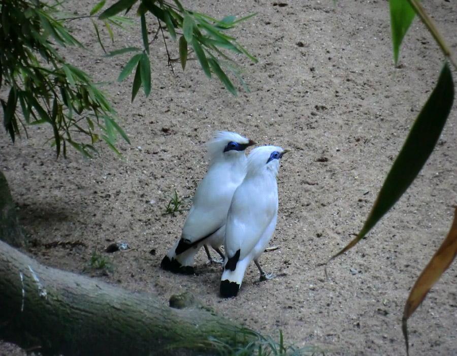 Balistar Elternpaar im Zoo Wuppertal im September 2013