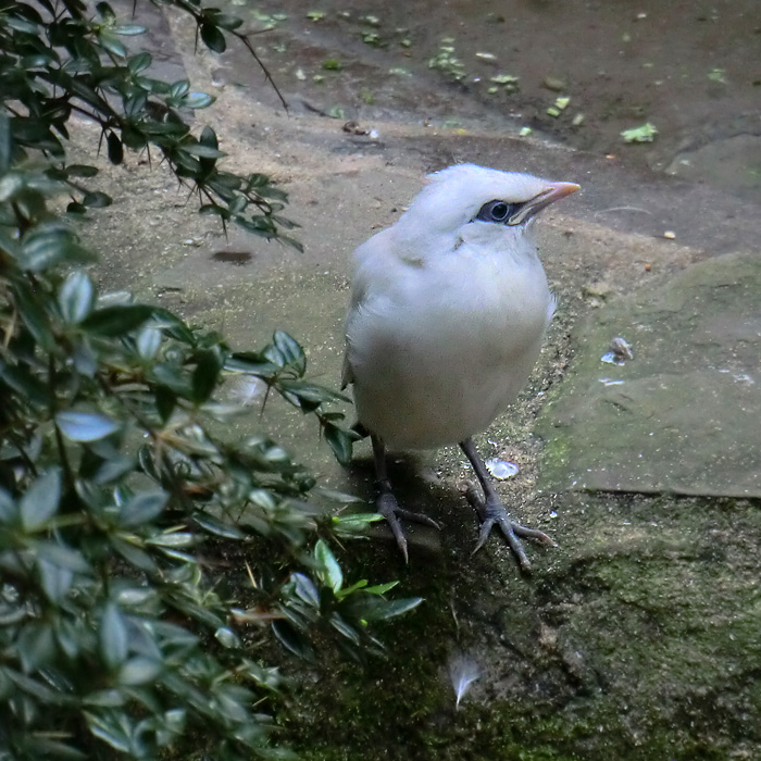 Balistar Jungvogel im Wuppertaler Zoo im September 2013