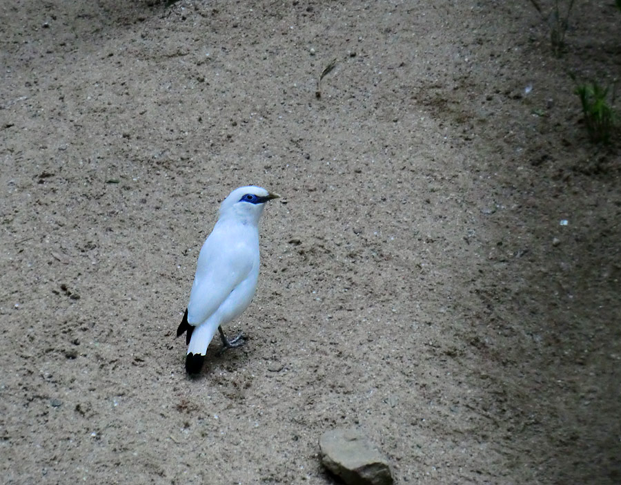 Balistar mit Mutter im Zoologischen Garten Wuppertal im September 2013