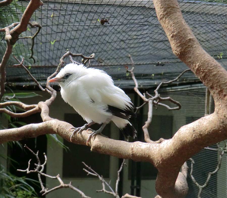 Balistar Jungvogel im Zoo Wuppertal im April 2014