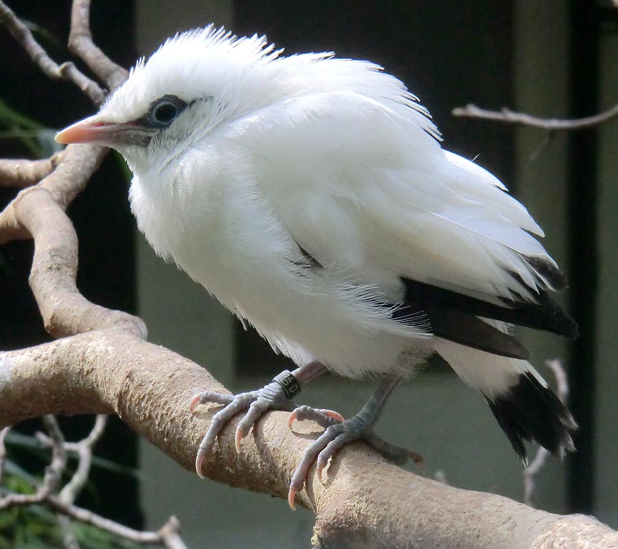 Balistar Jungvogel im Zoologischen Garten Wuppertal im April 2014