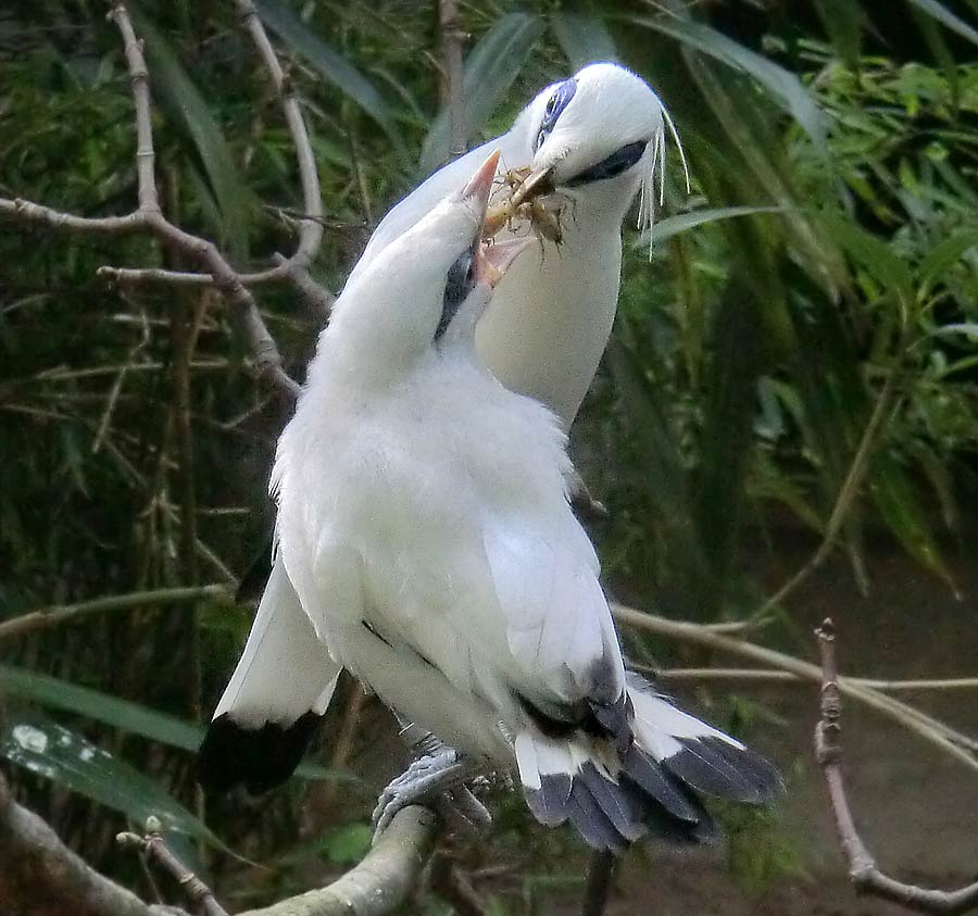 Balistar füttert Jungvogel im Wuppertaler Zoo im April 2014