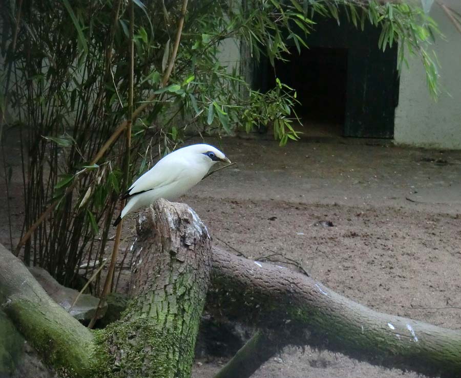 Balistar im Zoologischen Garten Wuppertal im April 2014