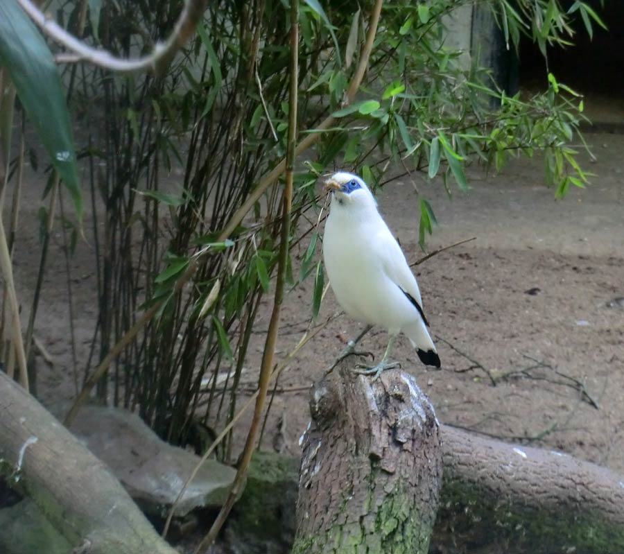 Balistar im Wuppertaler Zoo im April 2014