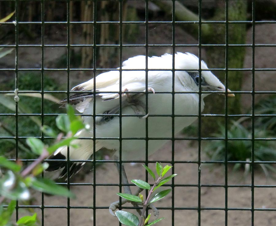 Balistar Jungvogel im Zoologischen Garten Wuppertal im April 2014