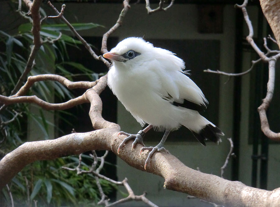 Balistar Jungvogel im Wuppertaler Zoo im April 2014