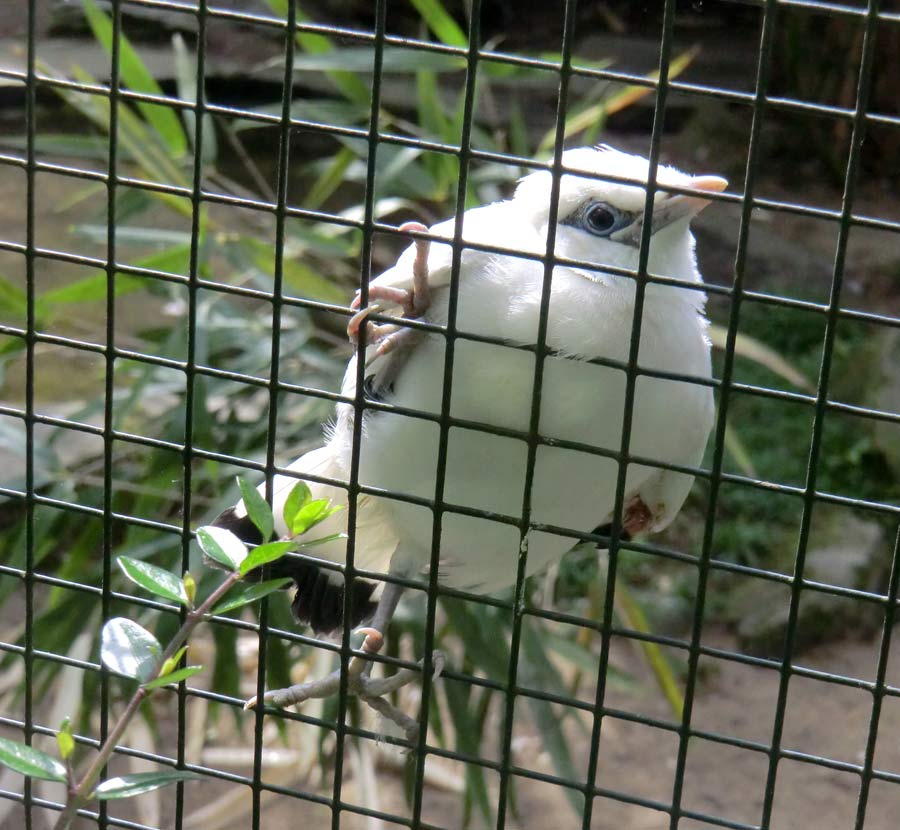 Balistar Jungvogel im Wuppertaler Zoo im April 2014