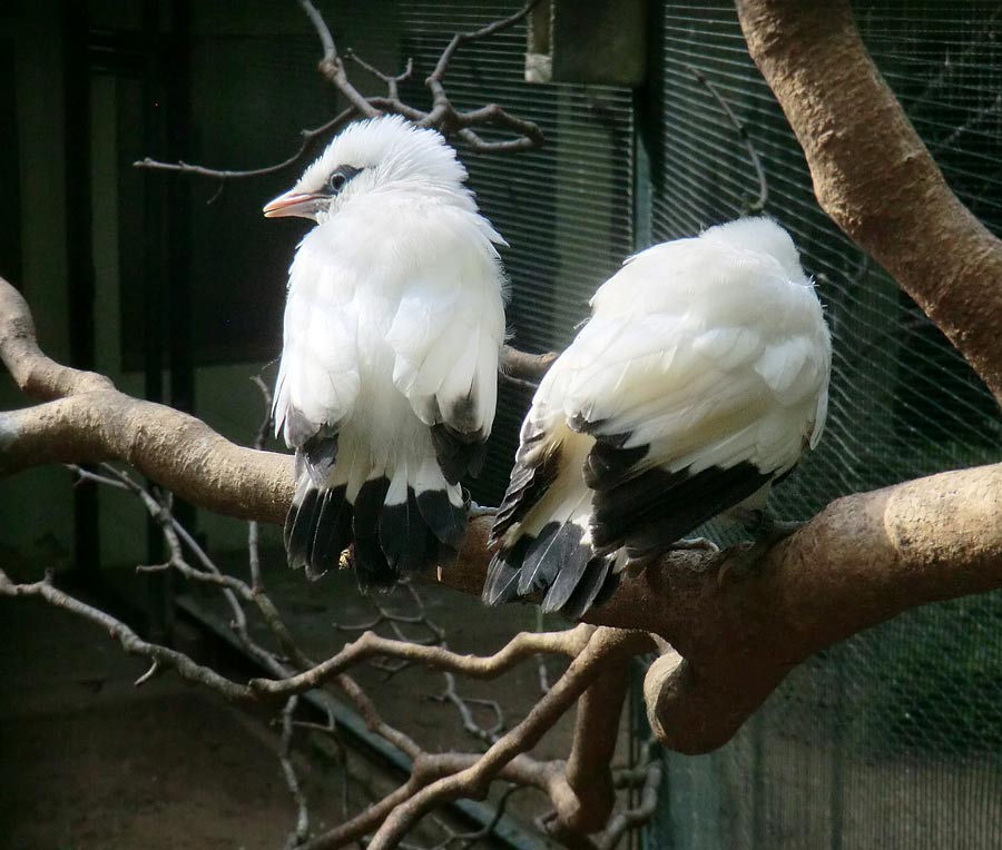 Balistar Jungvögel im Zoo Wuppertal im April 2014