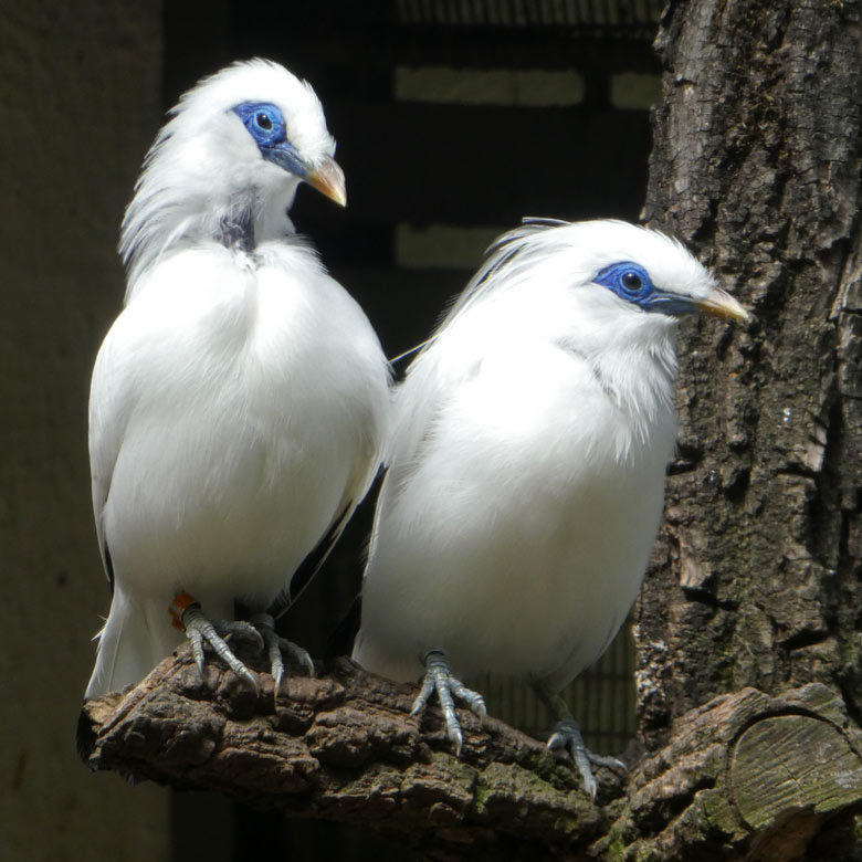 Balistar-Paar am 15. Juni 2017 in der Außenvoliere am Vogelhaus im Zoo Wuppertal
