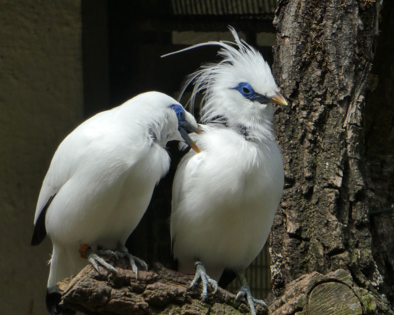 Balistare am 15. Juni 2017 in der Außenvoliere am Vogelhaus im Zoologischen Garten Wuppertal