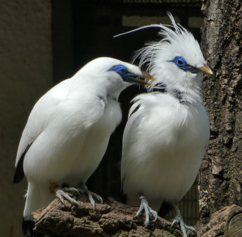 Balistare am 15. Juni 2017 in der Außenvoliere am Vogelhaus im Wuppertaler Zoo