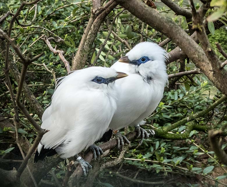 Balistar-Weibchen und Balistar-Männchen am 9. Februar 2020 in einer Außenvoliere am Vogel-Haus im Grünen Zoo Wuppertal