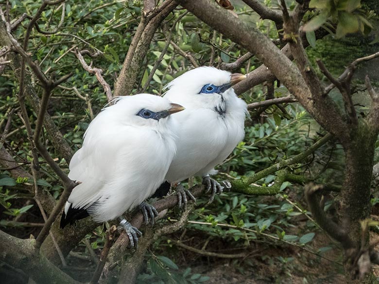 Balistare am 9. Februar 2020 in einer Außenvoliere am Vogel-Haus im Wuppertaler Zoo