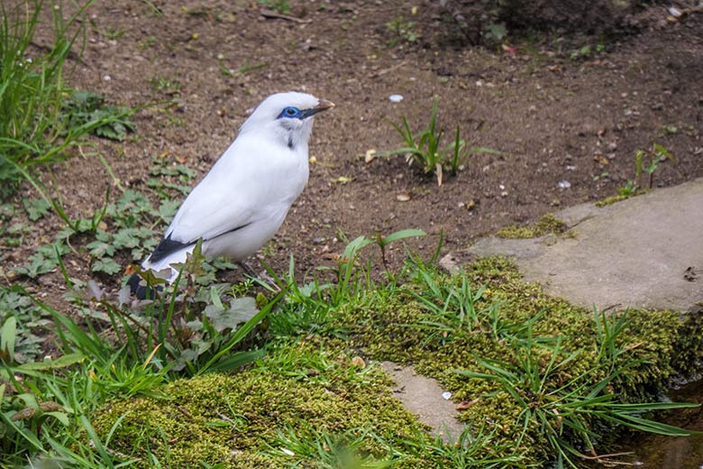 Balistar am 3. Mai 2021 in einer Außenvoliere am Vogel-Haus im Grünen Zoo Wuppertal