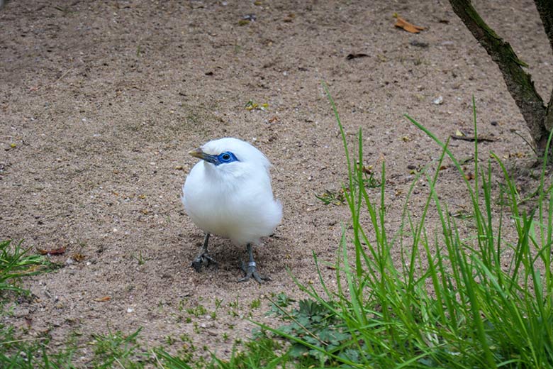 Balistar am 3. Mai 2021 in einer Außenvoliere am Vogel-Haus im Wuppertaler Zoo