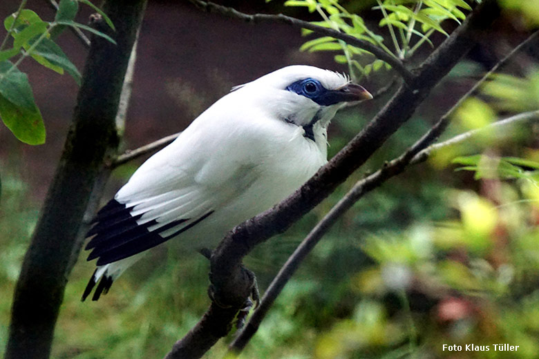 Balistar am 13. Juli 2021 in einer Außenvoliere am Vogel-Haus im Zoo Wuppertal (Foto Klaus Tüller)