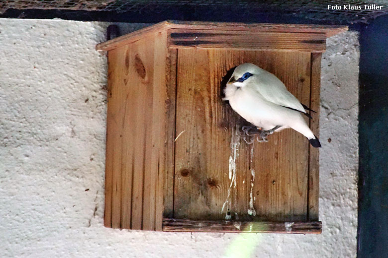 Balistar am Brutkasten am 22. Juli 2021 in der Außenvoliere am Vogel-Haus im Wuppertaler Zoo (Foto Klaus Tüller)