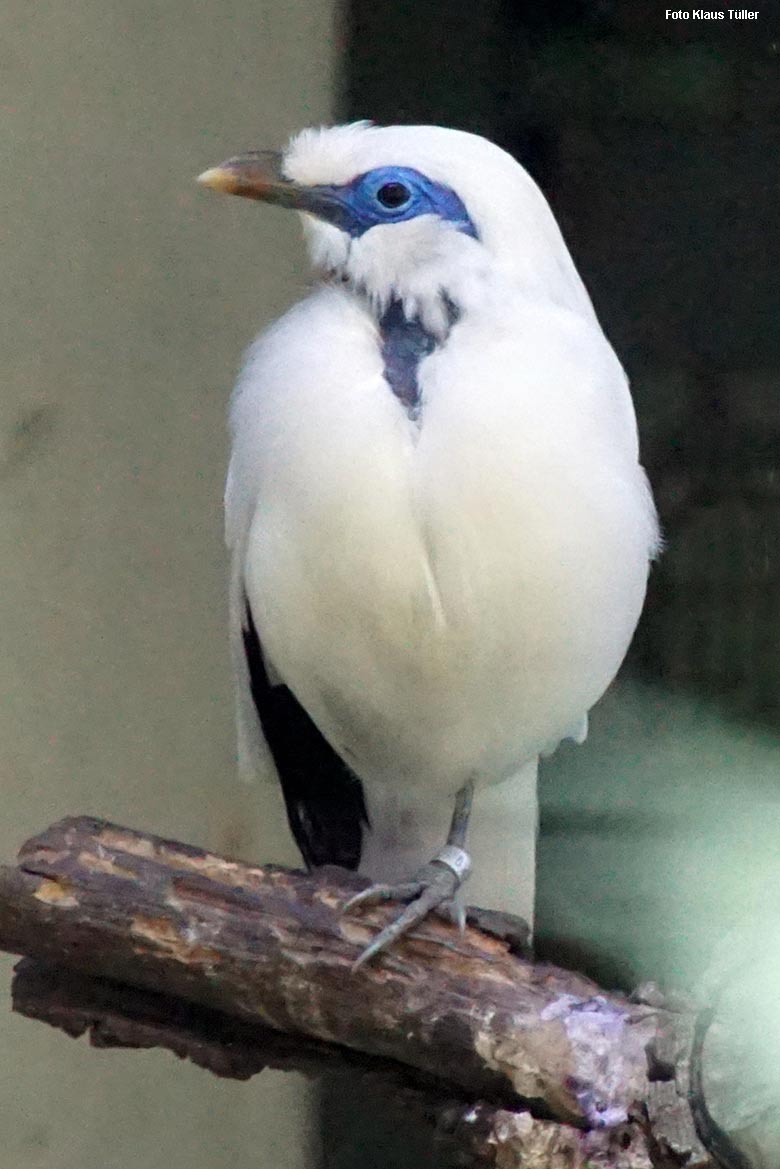 Balistar am 22. September 2021 in einer Außenvoliere am Vogel-Haus im Wuppertaler Zoo (Foto Klaus Tüller)