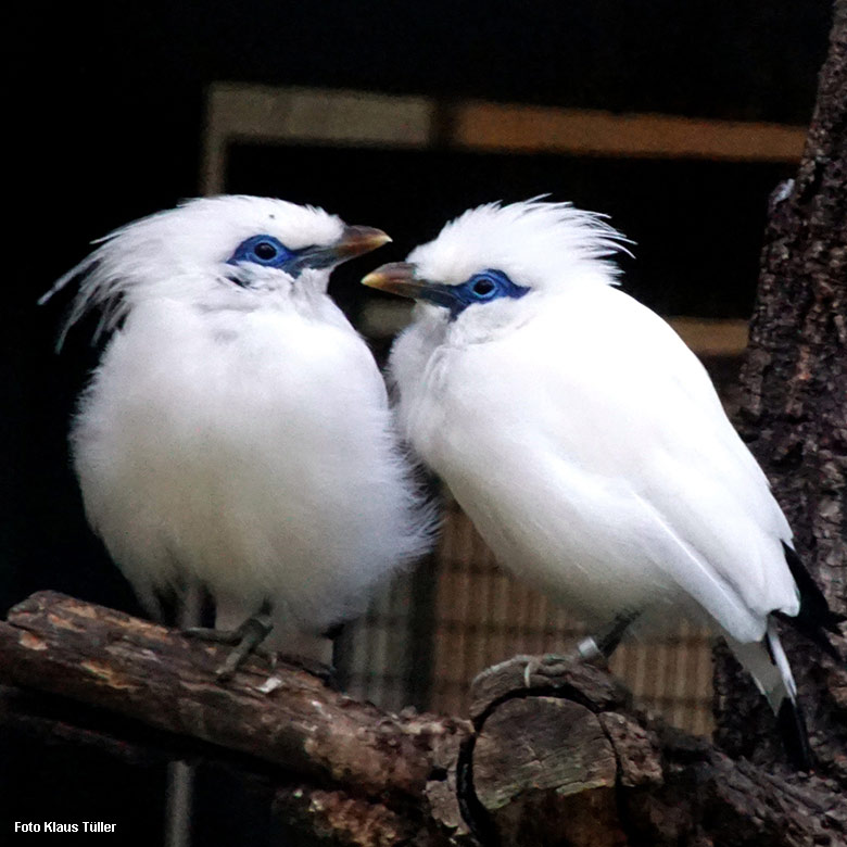 Balistar-Paar am 6. November 2021 in einer Außenvoliere am Vogel-Haus im Grünen Zoo Wuppertal (Foto Klaus Tüller)