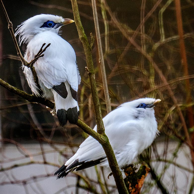 Balistare am 11. Januar 2022 in einer Außenvoliere am Vogel-Haus im Wuppertaler Zoo