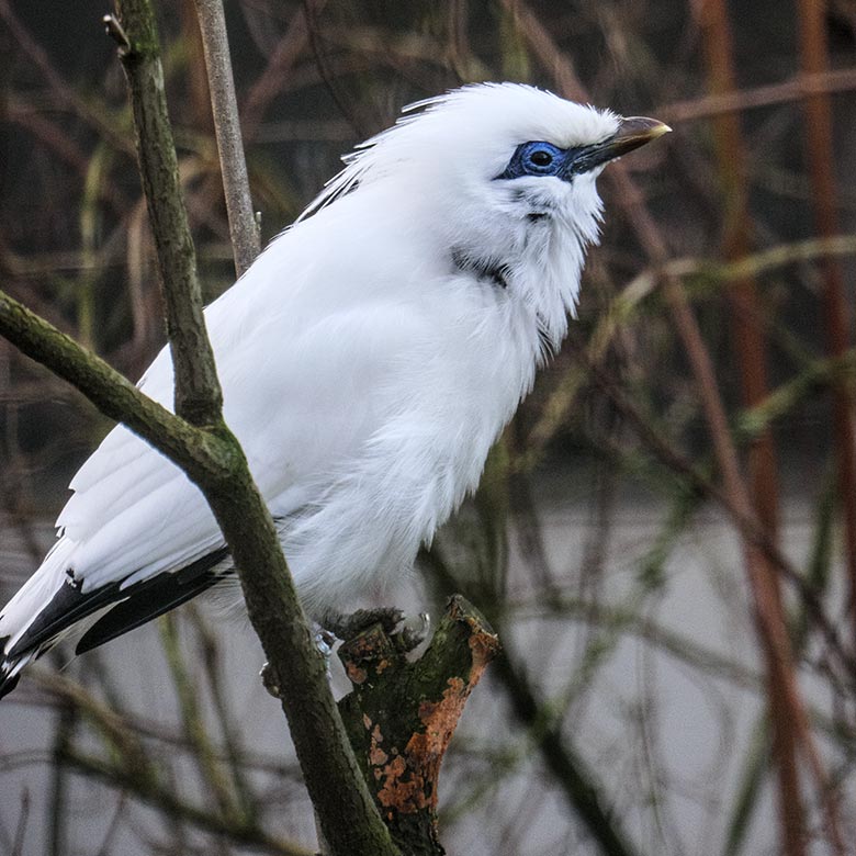 Balistar am 11. Januar 2022 in einer Außenvoliere am Vogel-Haus im Zoo Wuppertal