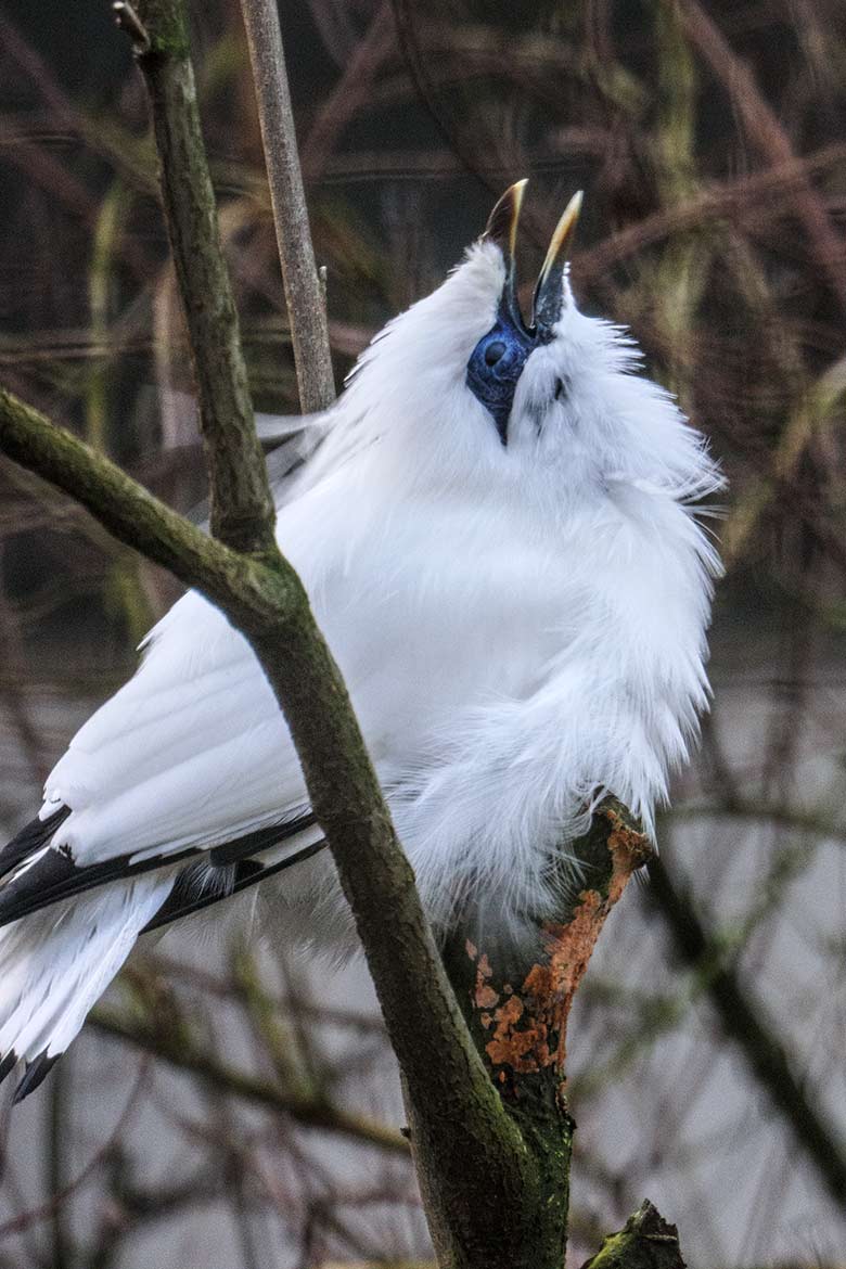 Balistar am 11. Januar 2022 in einer Außenvoliere am Vogel-Haus im Grünen Zoo Wuppertal
