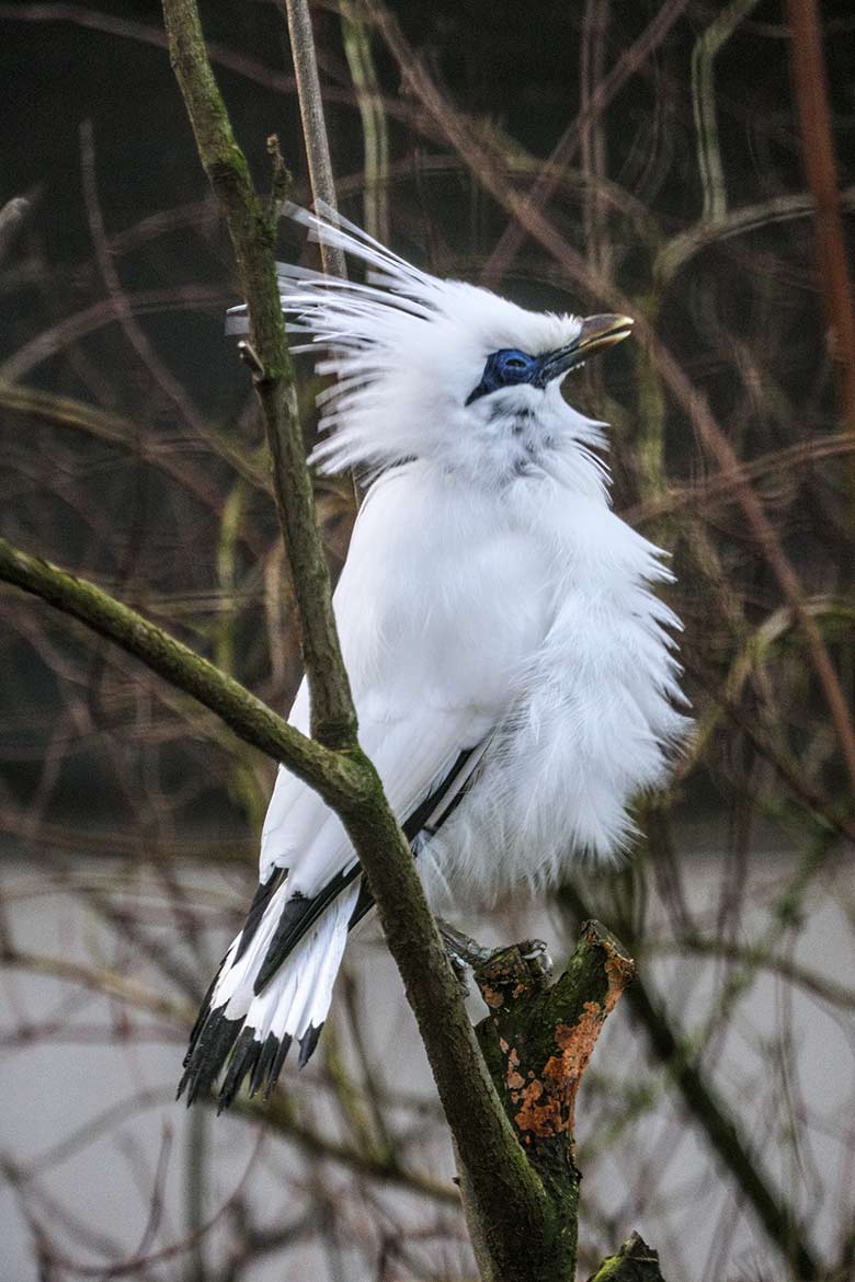 Balistar am 11. Januar 2022 in einer Außenvoliere am Vogel-Haus im Zoologischen Garten Wuppertal