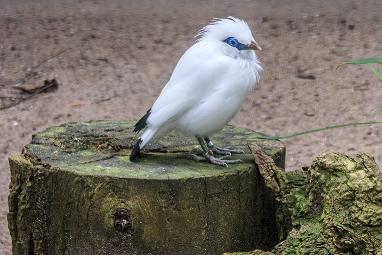 Balistar am 12. März 2022 in einer Außenvoliere am Vogel-Haus im Grünen Zoo Wuppertal