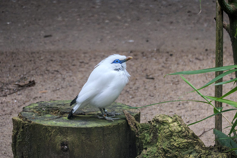 Balistar am 12. März 2022 in einer Außenvoliere am Vogel-Haus im Zoologischen Garten der Stadt Wuppertal