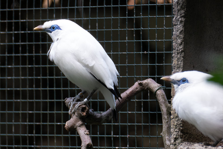 Balistar-Paar am 16. Juli 2022 in einer Außenvoliere am Vogel-Haus im Grünen Zoo Wuppertal