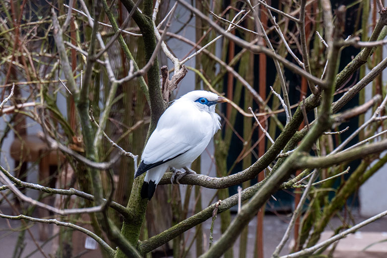 Balistar am 11. März 2025 in einer Außenvoliere am Vogel-Haus im Grünen Zoo Wuppertal