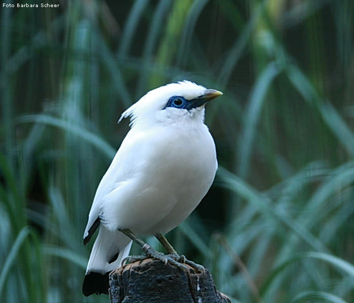 Balistar im Wuppertaler Zoo (Foto Barbara Scheer)