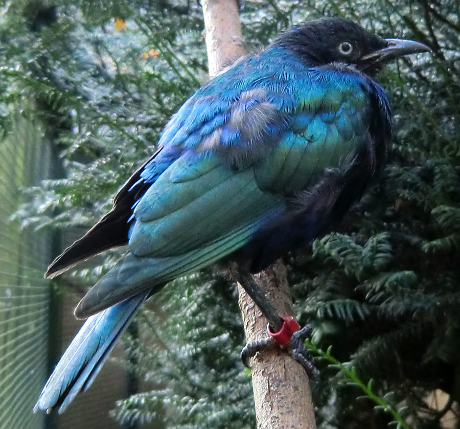 Grünschwanz-Glanzstare im Zoologischen Garten Wuppertal im Oktober 2011