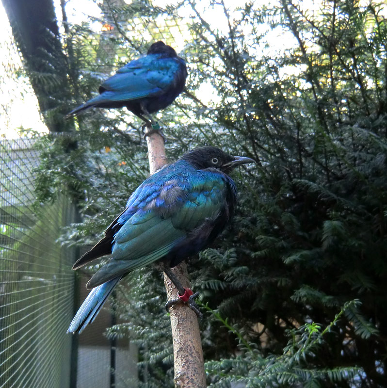 Grünschwanz-Glanzstar im Zoo Wuppertal im Oktober 2011