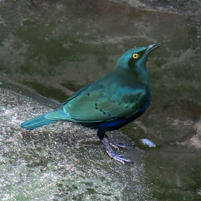 Grünschwanz-Glanzstar im Wuppertaler Zoo im Dezember 2011