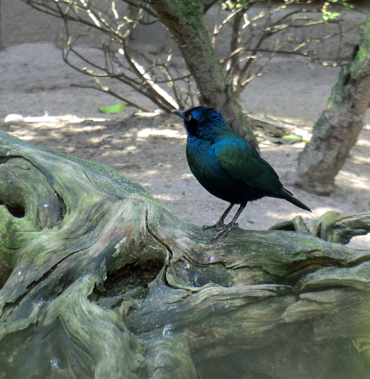 Grünschwanz-Glanzstar im Zoo Wuppertal im März 2012