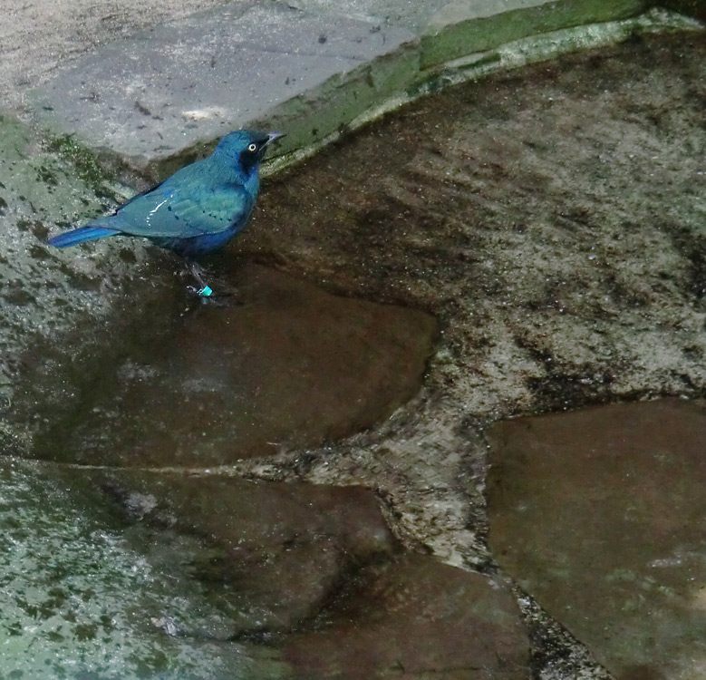 Grünschwanz-Glanzstar im Zoologischen Garten Wuppertal im März 2012