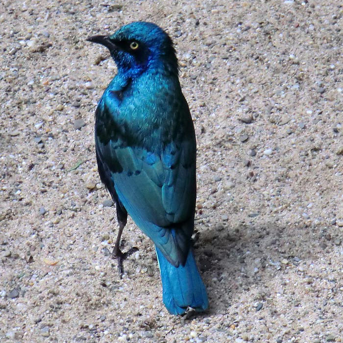 Grünschwanz-Glanzstar im Wuppertaler Zoo im April 2012