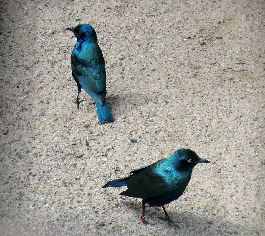 Grünschwanz-Glanzstare im Zoologischen Garten Wuppertal im April 2012