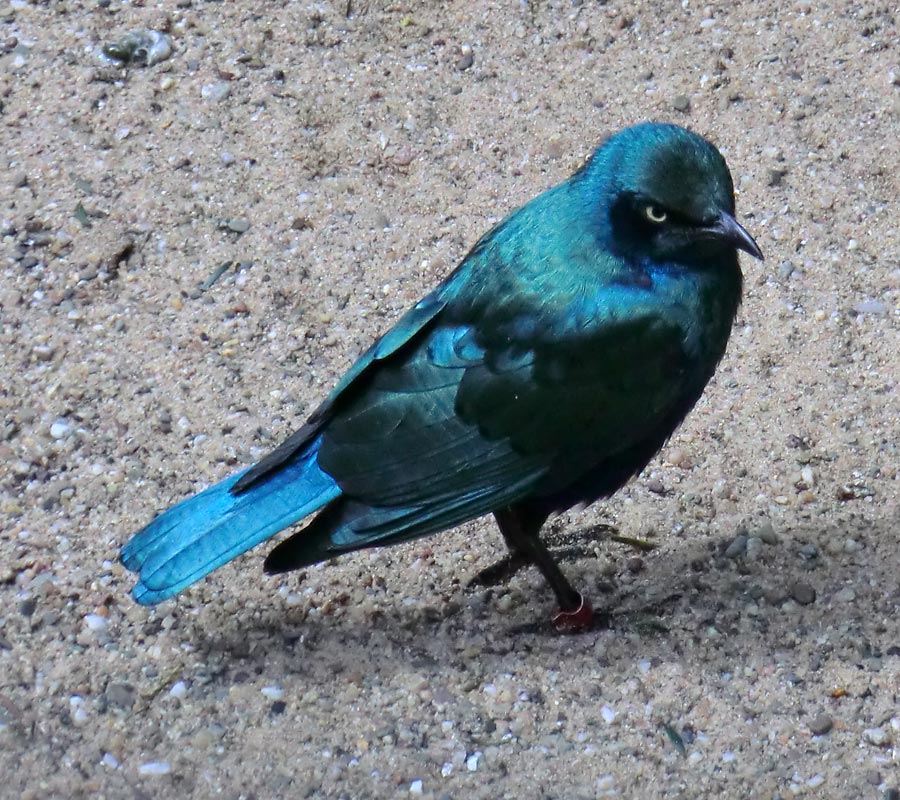 Grünschwanz-Glanzstar im Wuppertaler Zoo im April 2012