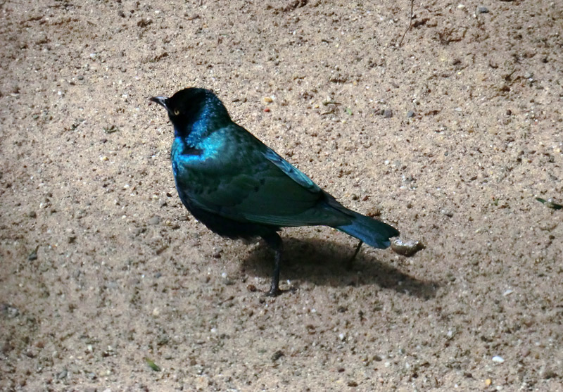 Grünschwanz-Glanzstar im Zoo Wuppertal im April 2012