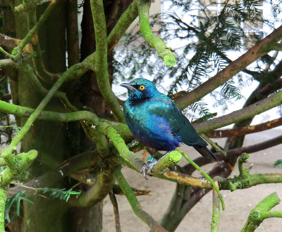 Grünschwanz-Glanzstar im Zoologischen Garten Wuppertal im September 2013