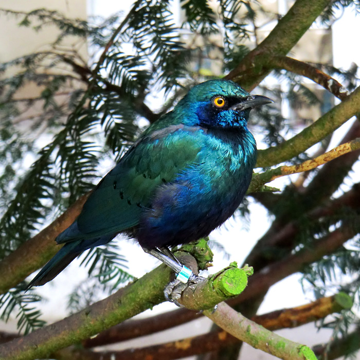 Grünschwanz-Glanzstar im Wuppertaler Zoo im September 2013