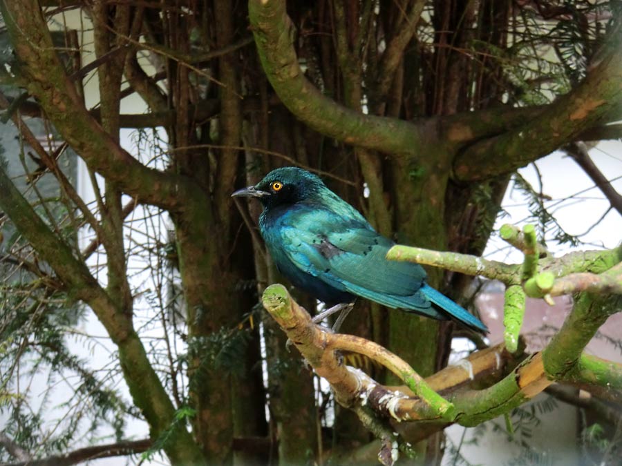 Grünschwanz-Glanzstar im Zoologischen Garten Wuppertal im Juni 2014