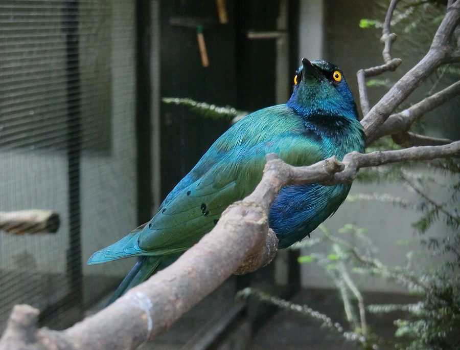 Grünschwanz-Glanzstar im Zoo Wuppertal im Juli 2014